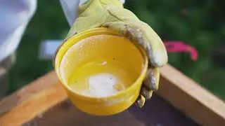 Miniature : Tuto 3 : mesure du taux d'infestation par le varroa