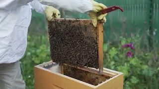 Miniature : Tuto 1 : Installation de la ruche et du premier essaim d'abeilles