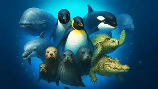 Miniature : Top 10 des maîtres de l’apnée – Ces animaux font mieux que nous, sans transpirer