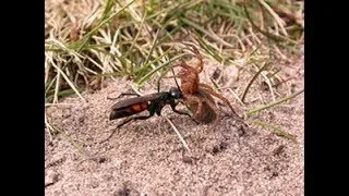 Miniature : Pompile attaque une araignée dans la nature