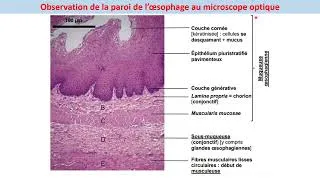 Miniature : TPn°2 Structures histologiques de l'appareil digestif