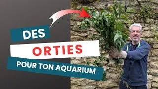 Miniature : Des orties pour tes crevettes ?