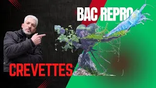 Miniature : Bac repro crevettes