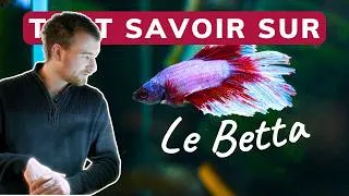 Miniature : TOUT SAVOIR SUR LE BETTA | AQUABOTA