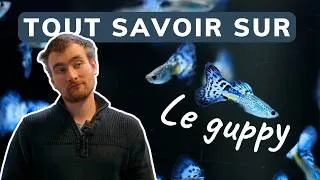 Miniature : TOUT SAVOIR SUR LE GUPPY | AQUABOTA
