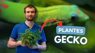 Miniature : QUELLE PLANTE CHOISIR POUR VOS GECKOS ? | AQUABOTA