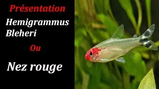 Miniature : #Poisson Hemigrammus Bleheri ou Nez Rouge