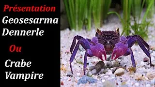 Miniature : #Crustacé Geosesarma Dennerle ou Crabe Vampire