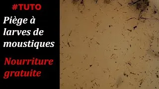 Miniature : #TUTO Piège à larves de moustique " nourriture gratuite "