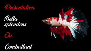 Miniature : #Poisson Betta Splendens ou Combattant