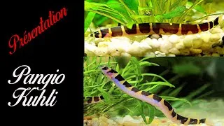 Miniature : #Poisson Pangio kuhli