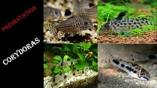 Miniature : #Poisson Corydoras