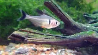 Miniature : Un nouvelle aquarium 120L + 10 tetra fantôme.