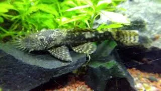 Miniature : Un Ancistrus.