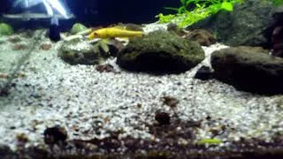 Miniature : 4 aquarium eau douce.