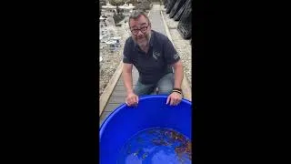 Miniature : Quel poisson allez-vous choisir pour votre bassin