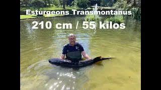 Miniature : Esturgeons Transmontanus 210 cm  55  Kg