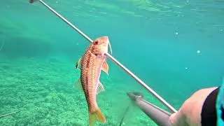 Miniature : PECHE EN APNEE :  L'INSTINCT DU CHASSEUR