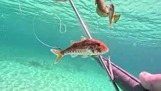 Miniature : CHASSE SOUS MARINE :  C'EST REPARTI..