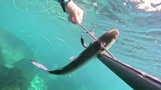 Miniature : PECHE EN APNEE : LA PECHE EN APNEE QUE J'AIME.....