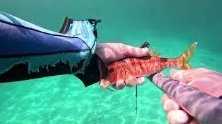 Miniature : CHASSE SOUS MARINE : UN PEU DE FRAICHEUR.....