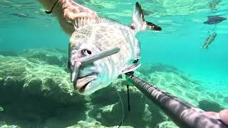 Miniature : CHASSE SOUS MARINE : BIENTOT L'ETE.....