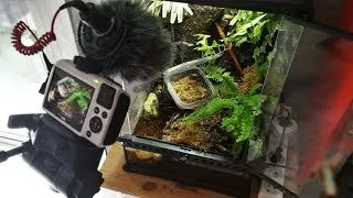 Miniature : DE NOUVEAUX ARRIVANTS DANS MON PALUDARIUM ! LES CRABES VAMPIRES