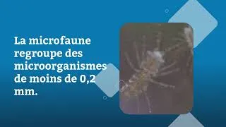 Miniature : La microfaune : essentielle pour l'aquarium récifal !