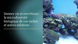 Miniature : Comment apporter de la microfaune dans votre récifal