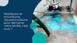Miniature : Meiofaune et microfaune Aquamicrofaune pour démarrer votre récifal, c'est quoi ?