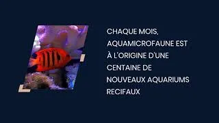 Miniature : 100 nouveaux aquariums récifaux chaque mois !