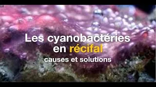 Miniature : Les cyanobactéries en récifal ; causes et solutions
