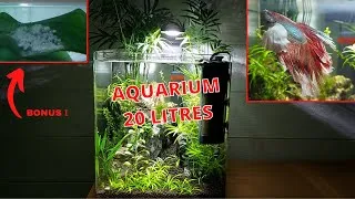Miniature : Présentation Aquarium aquascaping 20 litres ! (+Bonus ponte de ....🤩)
