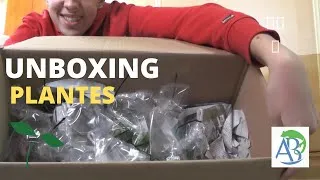 Miniature : [UNBOXING] Plantes Aquatiques boutique AquaBota
