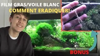 Miniature : Comment éradiquer le film gras/voile blanc à la surface de votre aquarium! (+bonus😉😊)