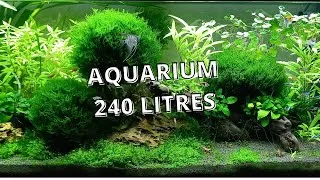 Miniature : Présentation Aquarium communautaire 240 Litres
