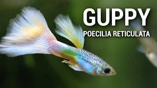Miniature : LE GUPPY - Poecilia Reticulata (ce qu'on ne vous dit pas toujours !)