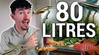 Miniature : TOP 7 DES POISSONS POUR UN AQUARIUM DE 80 LITRES