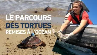 Miniature : Suivi satellite 2024 : Parcours de deux tortues caouanne après leur retour à l'océan