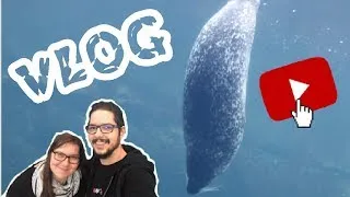 Miniature : [VLOG] OCEANOPOLIS - OTARIE BRETONNE EN BONUS !