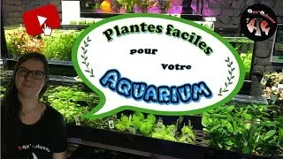 Miniature : PLANTES FACILE POUR AQUARIUM