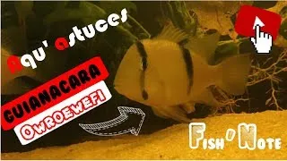 Miniature : [FISH'NOTE] Présentation Guianacara Owroewefi