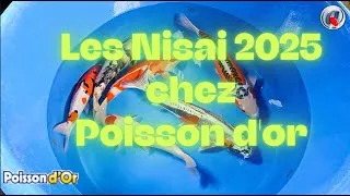Miniature : Les nisai 2025 PO