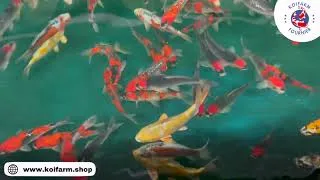 Miniature : Assortiment koi 04 24 Koi Farm Fournier