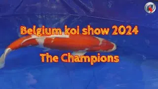 Miniature : Belgian koi show 2024