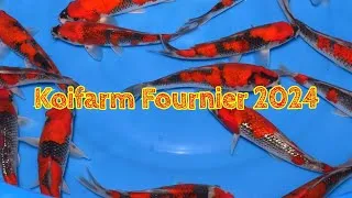 Miniature : kff 2024