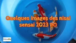 Miniature : Quelques images des nisai sensai 2023 PO