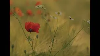 Miniature : REPLAY du webinaire : collectivités et financements biodiversité : quelles possibilités ?