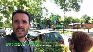 Miniature : 14 platanes abattus pour le tramway à Blagnac (à côté de Toulouse)