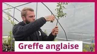 Miniature : Comment greffer à l'anglaise un arbre fruitier | Guide complet pour débuter